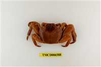 藏品(白紋方蟹)的圖片